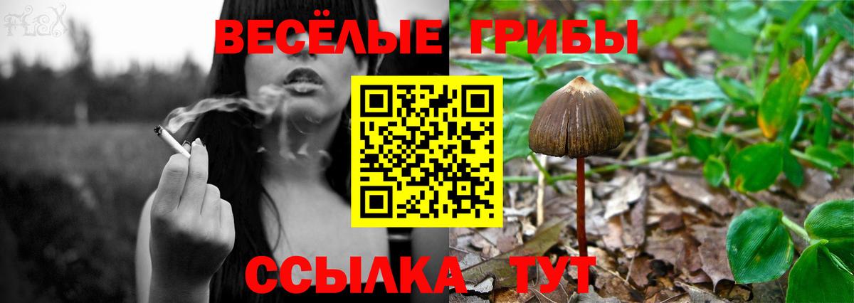 Галлюциногенные грибы Psilocybine cubensis Королёв